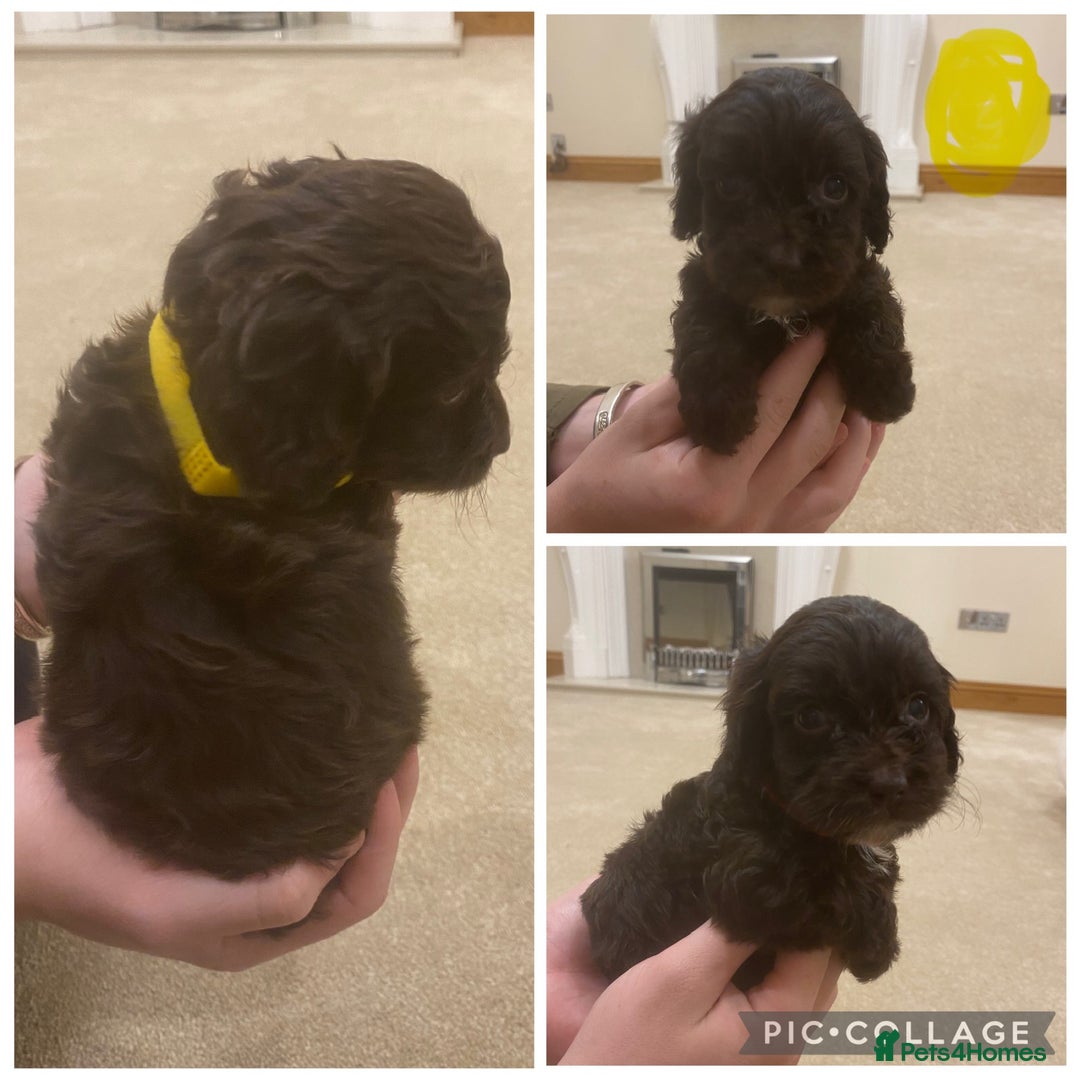 Cockapoo dogs for sale: F1 cockerpoo puppies  - Advert 4