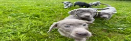 Labrador Retriever dogs for sale: Labrador Retriever Pups – Merle, Silver & Charcoal - Advert 9