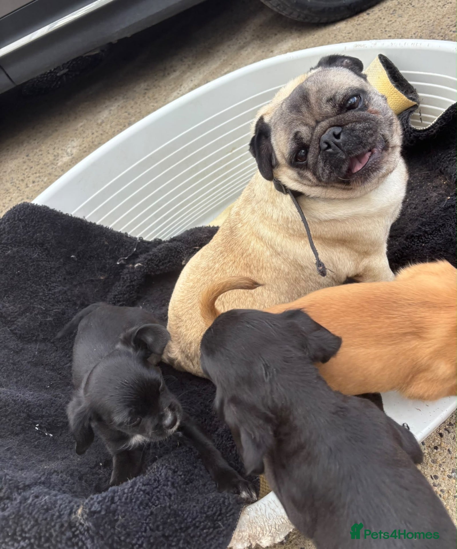 Jug dogs 🐶 Jug puppies looking for loving homes 🐶 - Advert 1