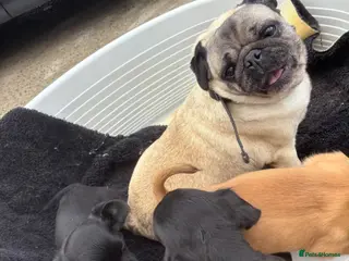 Jug dogs 🐶 Jug puppies looking for loving homes 🐶 - Advert 1
