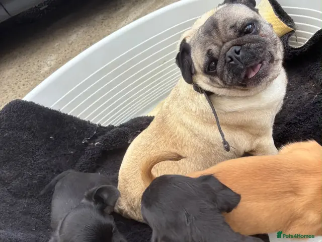 Jug dogs for sale: 🐶 Jug puppies looking for loving homes 🐶 - Advert 1