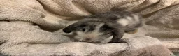 Mini Lop rabbits for sale: Gorgeous Mini Lop Babies - Advert 7