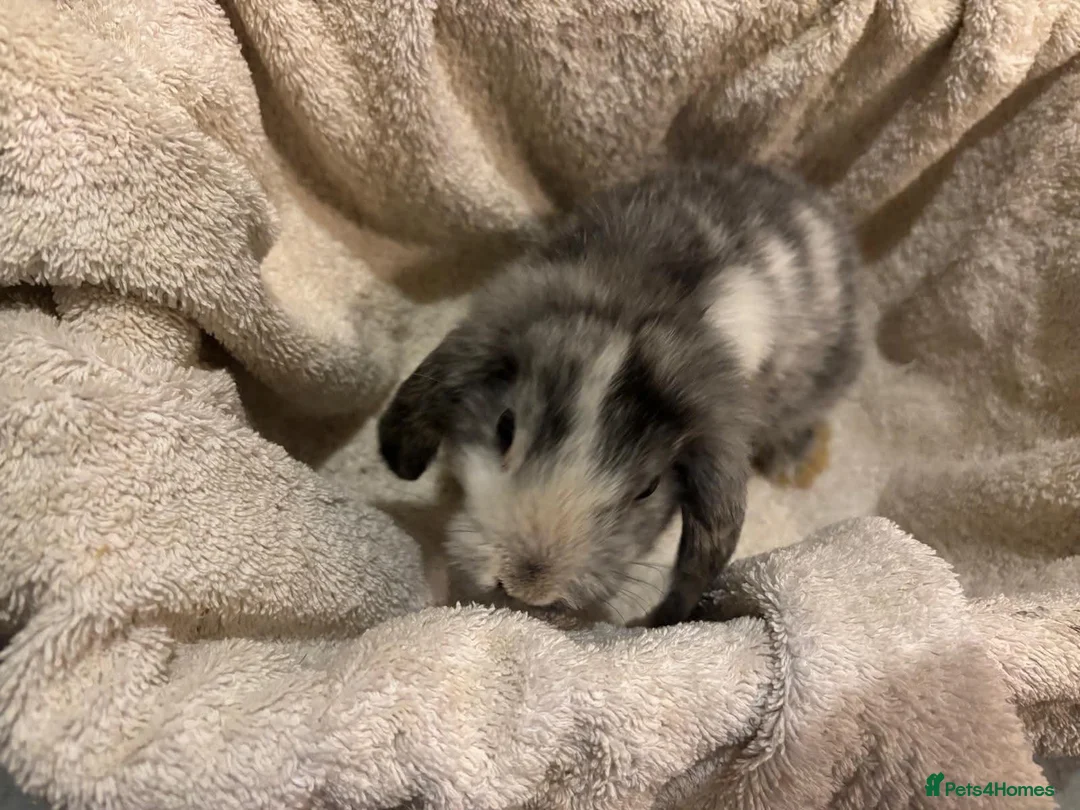 Mini Lop rabbits for sale: Gorgeous Mini Lop Babies - Advert 7