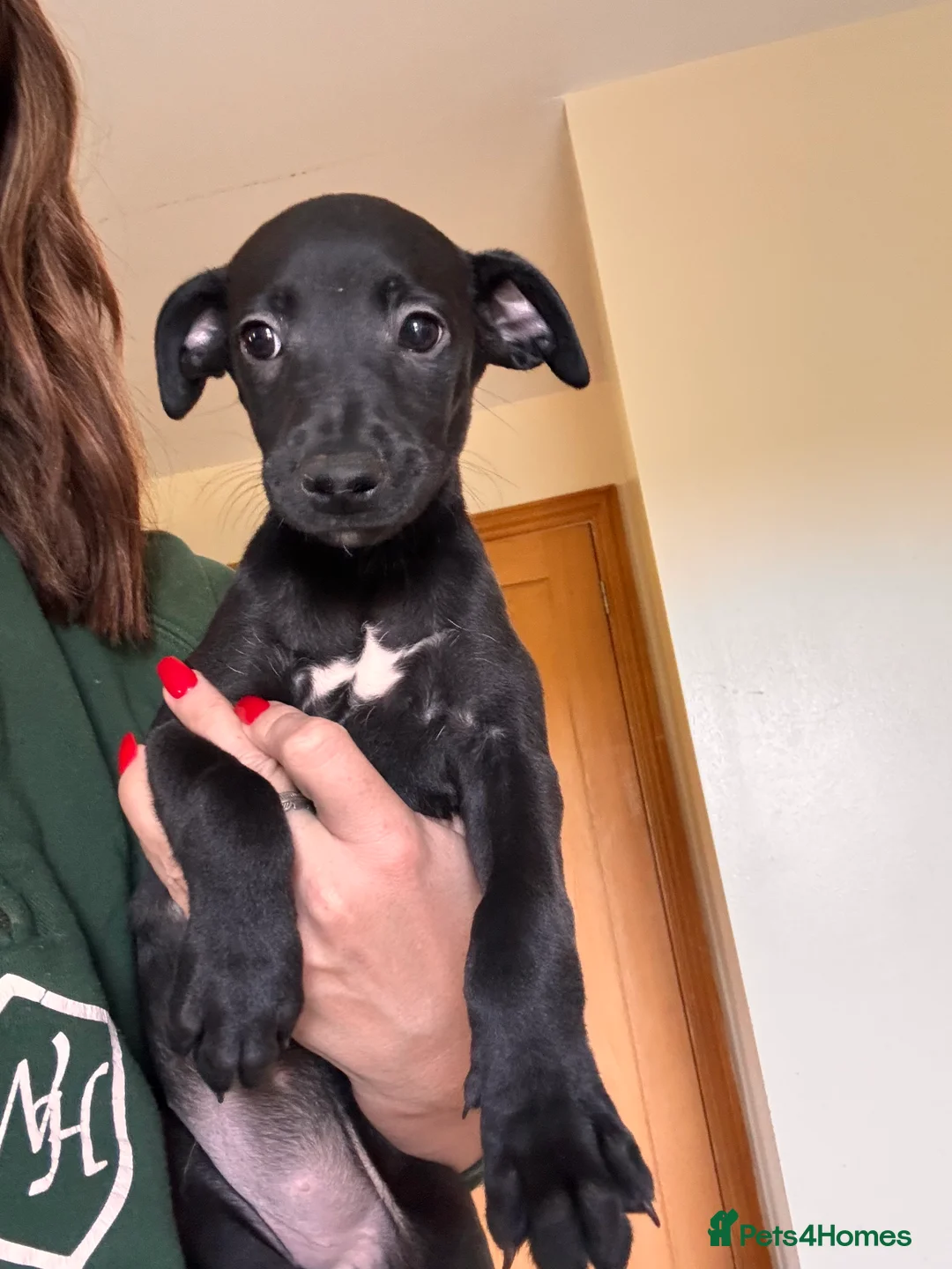 Whippet dogs for sale: READY NOW. Champion KC whippet pup LAST GIRL 💕  - Advert 3