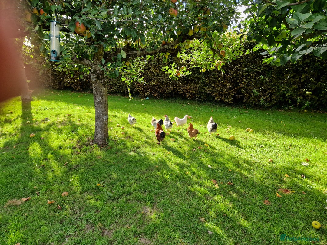 Chickens poultry for sale: Pekin bantams for sale  - Image 8
