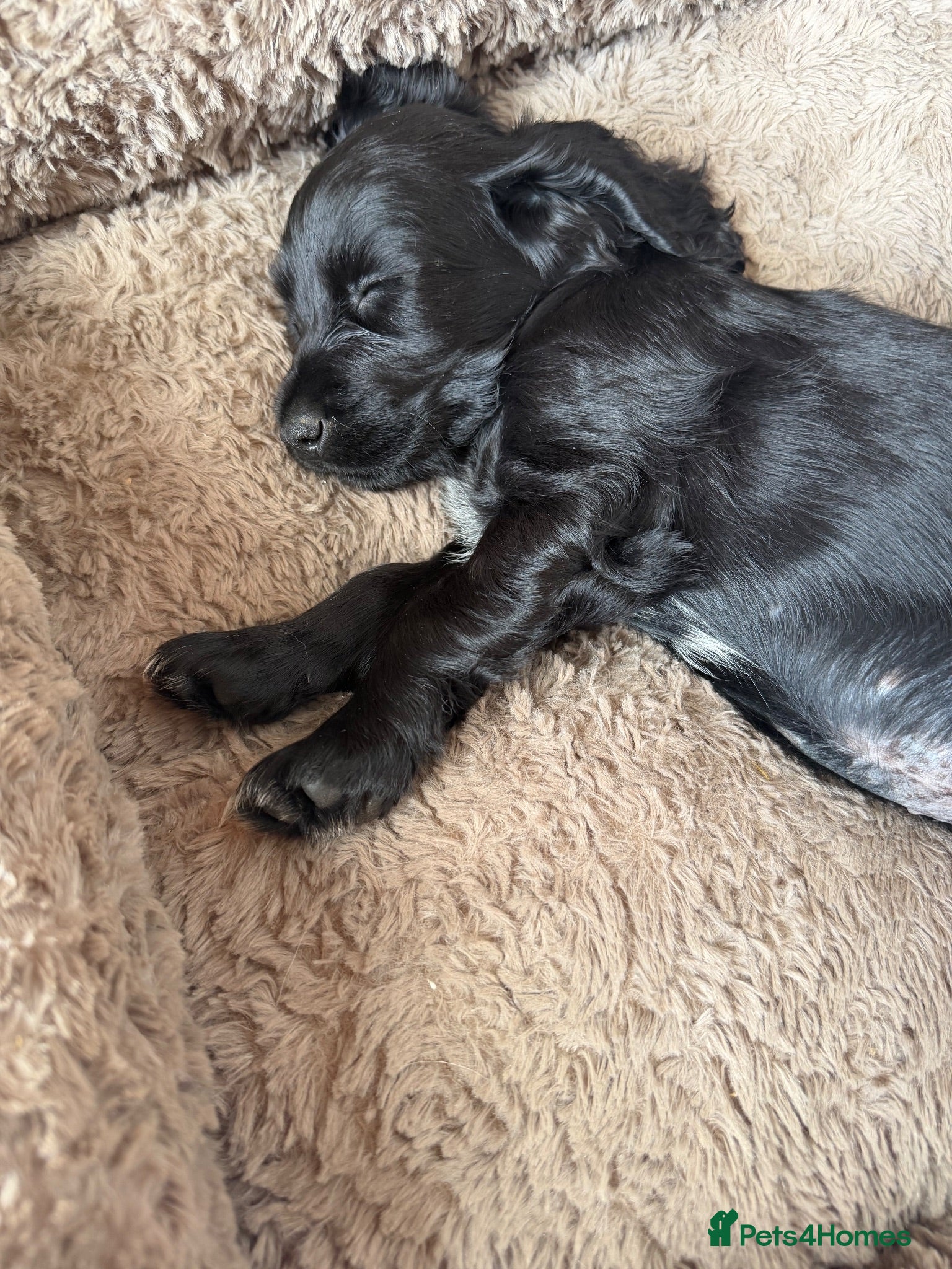 Cocker Spaniel dogs Show cocker puppies - Advert 1