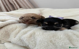 Jack Russell dogs for sale: Much Wenlock Jack Russell Pups  - Image 2