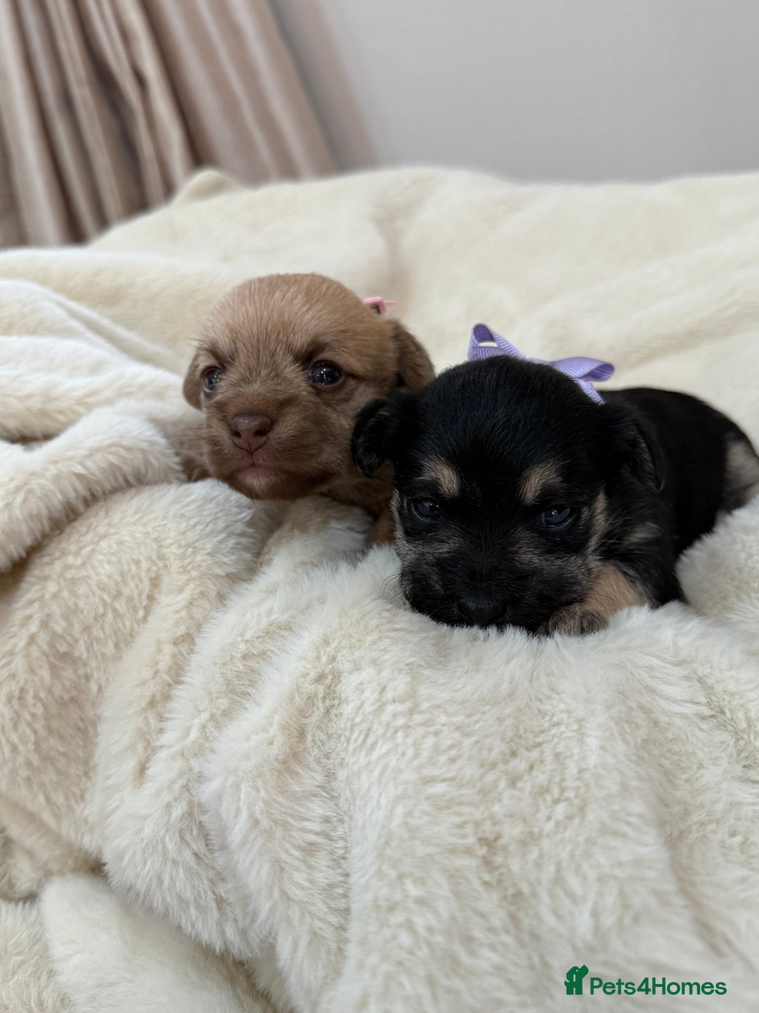 Jack Russell dogs for sale: Much Wenlock Jack Russell Pups  - Image 2