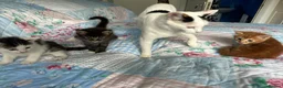 Mixed Breed cats for sale: 2 male, 1 female adorable kittens for sale - Advert 2