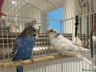 Budgerigars birds - Advert 29