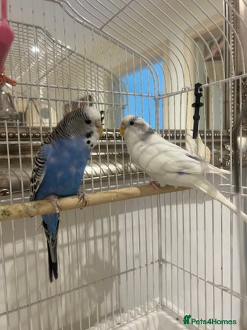 Budgerigars birds - Advert 12