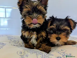 Yorkshire Terrier dogs Little bundles of joy available - Advert 6