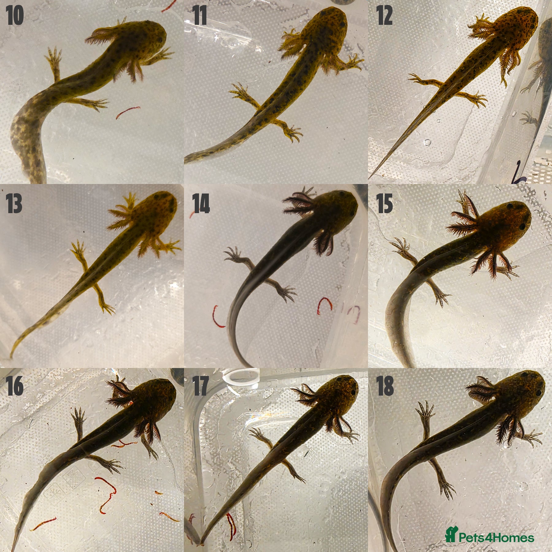 Axolotl reptiles for sale: Juvenile Axolotls - 4 Months - 4 Inches in Telford - Advert 5