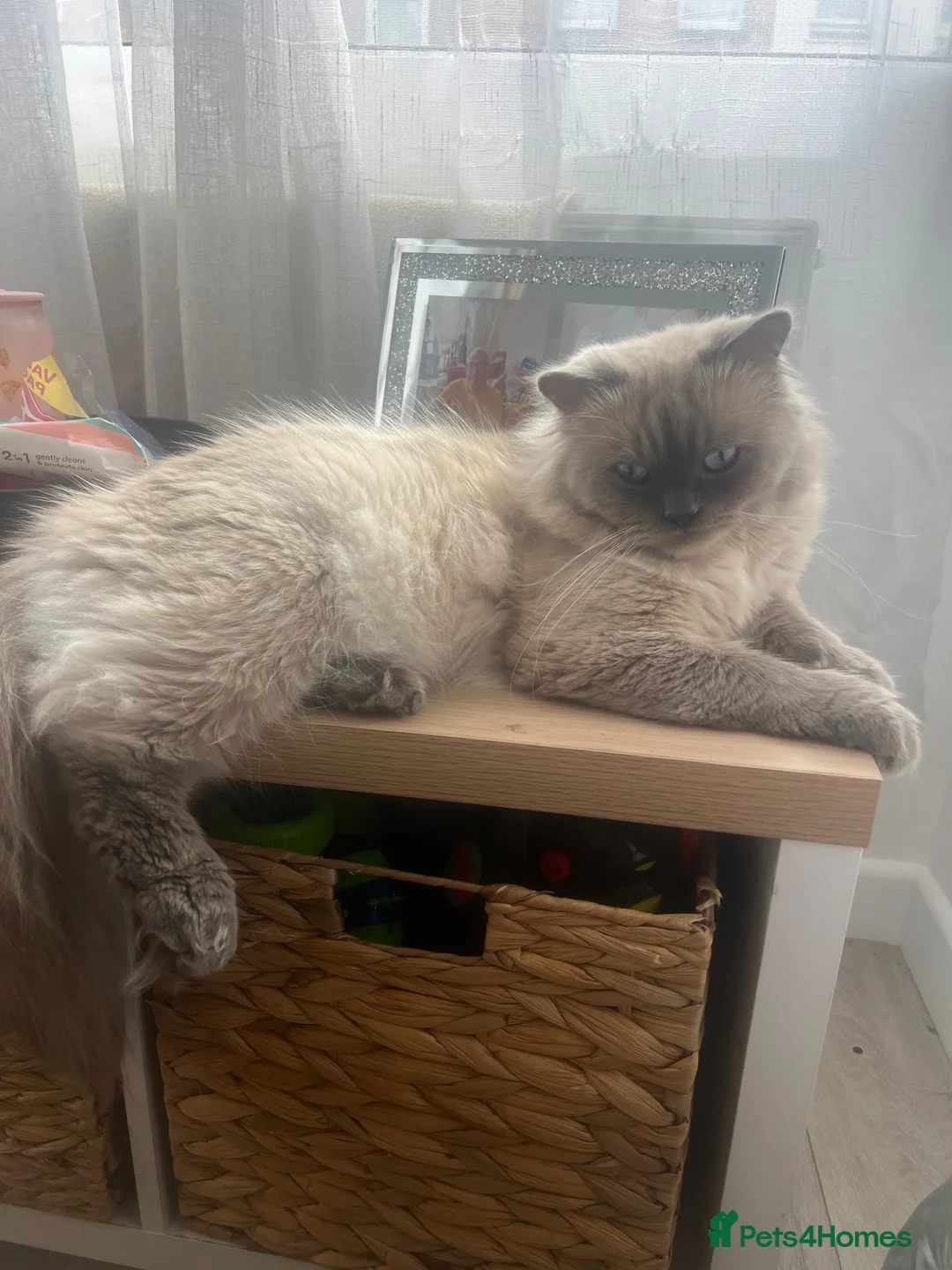 Ragdoll cats for sale: 2x brother ragdoll cats  - Advert 2