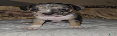 Tri coloured male (stitch)