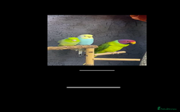 Parakeets birds for sale: Male plum headed parakeet  - Image 1
