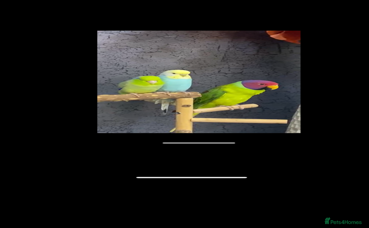 Parakeets birds - Advert 5