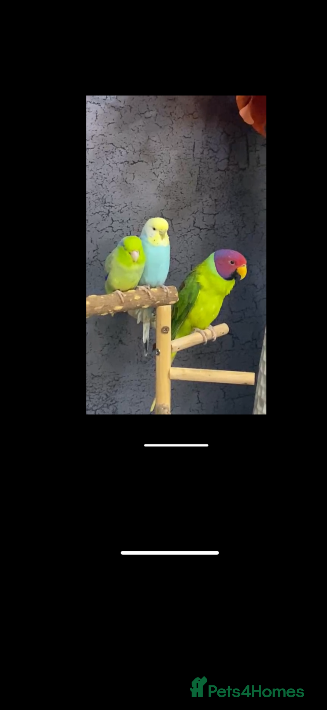 Parakeets birds for sale: Male plum headed parakeet  - Image 1