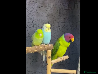 Parakeets birds - Advert 5