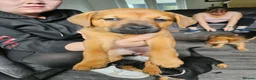 Mixed Breed dogs for sale: 4 beautiful female puppies left in Huddersfield - Advert 4