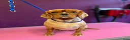Cavalier King Charles Spaniel dogs for sale: Cavalier King Charles spaniel puppies READY NOW! in Uttoxeter - Advert 2