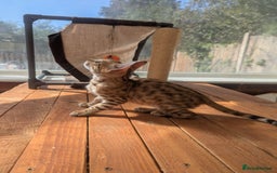 Bengal cats for sale: Bengal Kittens Purebred with Champion Lines  - Image 27
