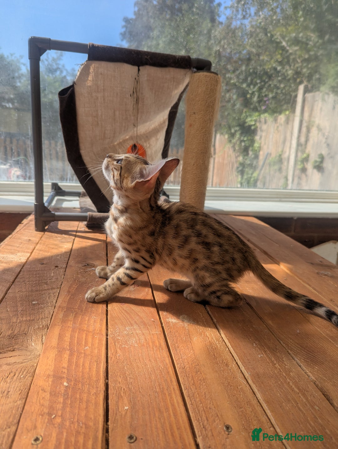 Bengal cats for sale: Bengal Kittens Purebred with Champion Lines  - Image 27
