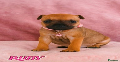 Staffordshire Bull Terrier dogs SHOW QUAILTY RED STAFF PUPPIES  - Advert 4