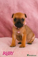 Staffordshire Bull Terrier dogs SHOW QUAILTY RED STAFF PUPPIES - Advert 4