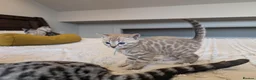 Bengal cats for sale: 🖤🩶🤍 Stunning Bengal Kittens 🤍🩶🖤 - Advert 15