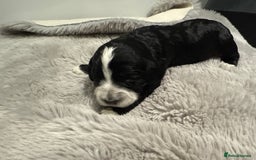 Cockapoo dogs for sale: Miniature f1 Cockapoos puppies - Advert 33