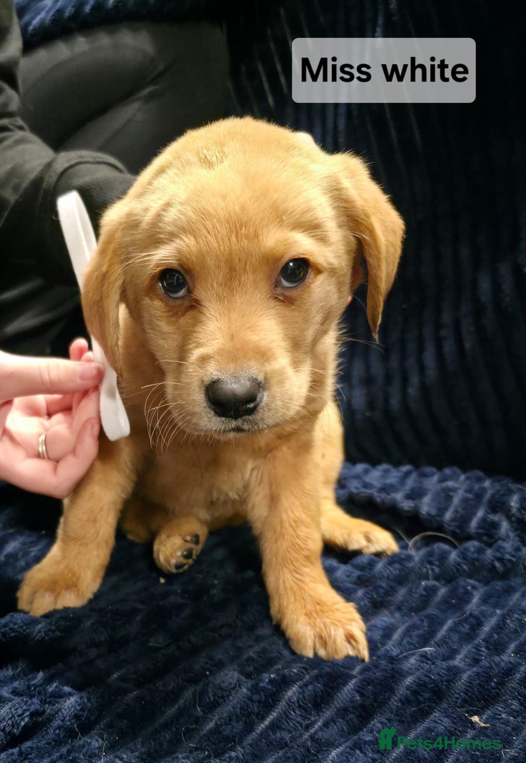 Labrador Retriever dogs for sale: Golden Labrador puppies  - Image 16