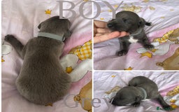 Whippet dogs for sale: Whippet puppies  - Image 5
