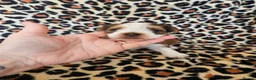 Yorkshire Terrier dogs for sale: DNA tested parents Biewer and Ocean Pearl puppies - Advert 17