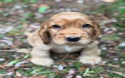 Cocker Spaniel dogs for sale: BEAUTIFUL KC SHOW TYPE COCKER SPANIELS  - Image 3