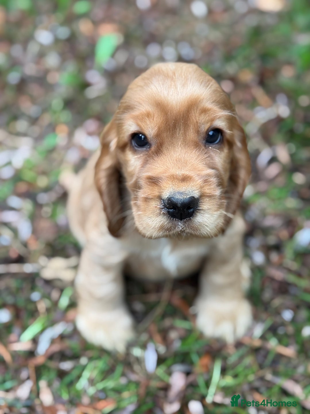 Cocker Spaniel dogs for sale: BEAUTIFUL KC SHOW TYPE COCKER SPANIELS  - Image 3