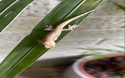 Gecko reptiles for sale: Mourning geckos  - Advert 2