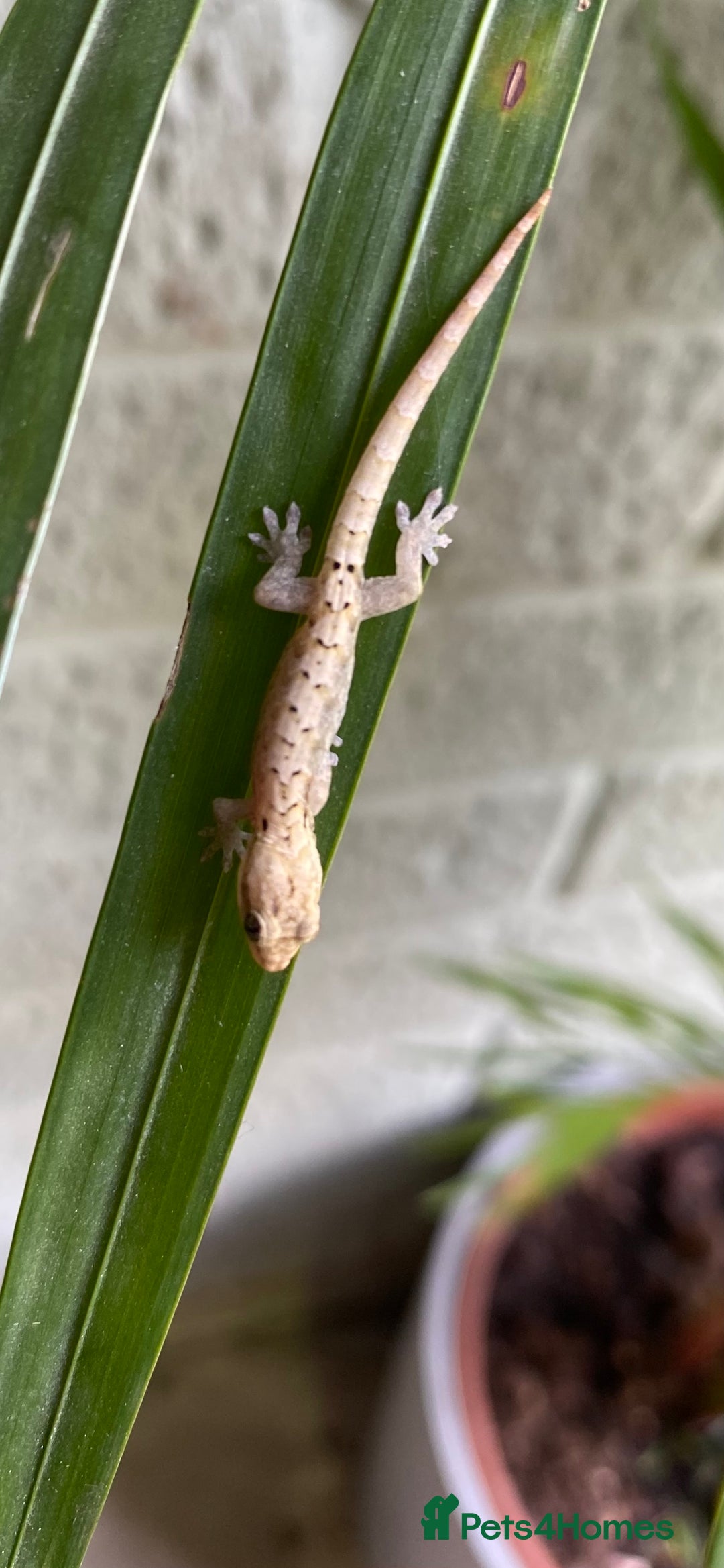 Gecko reptiles for sale: Mourning geckos  - Advert 2