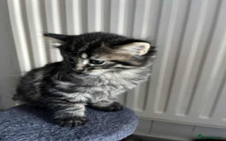 Mixed Breed cats for sale: Beautifull fluffy kittens  - Image 11