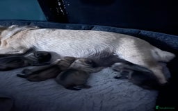 Chug dogs for sale: Gorgeous Chug pups  - Image 3