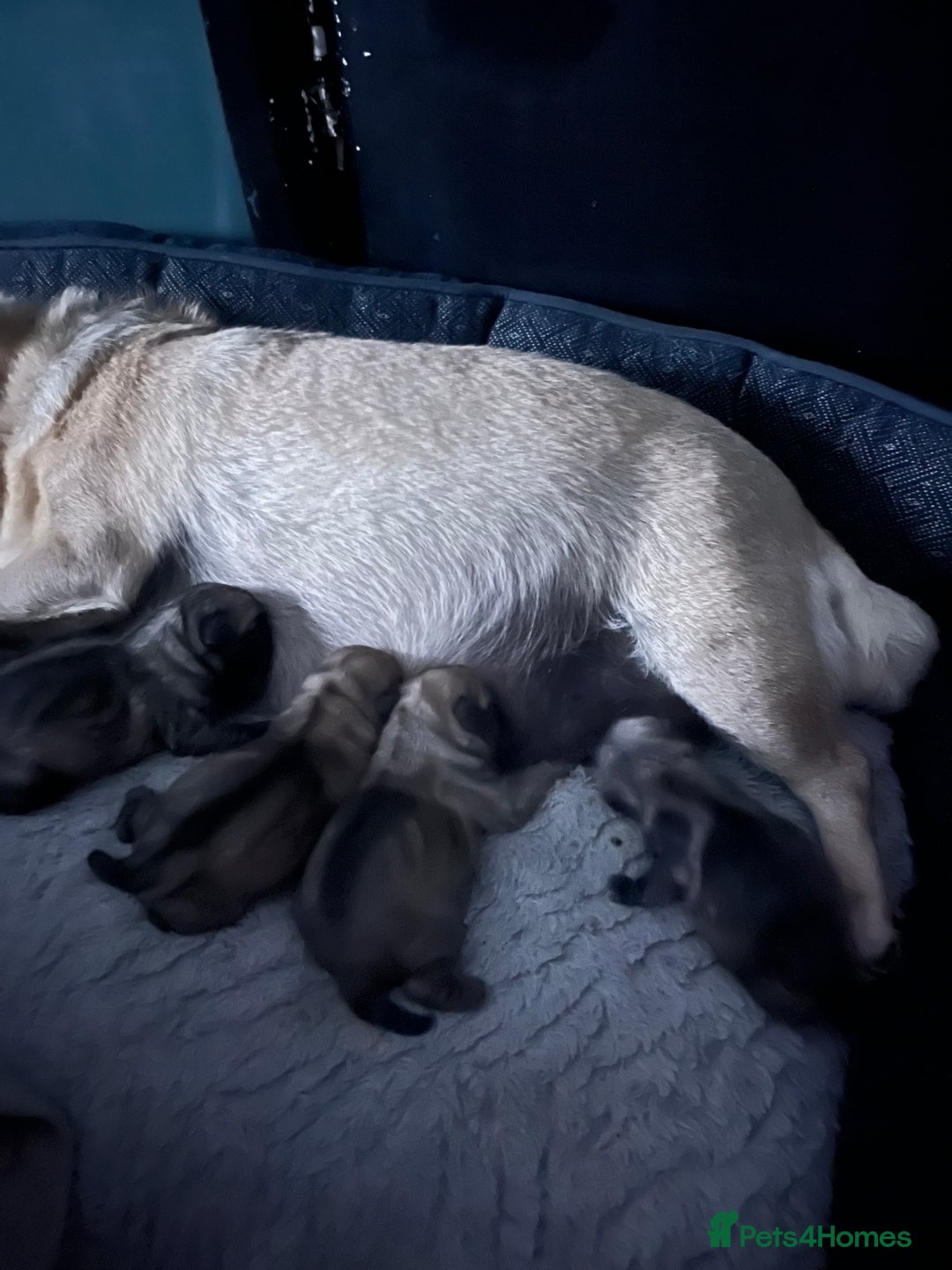 Chug dogs for sale: Gorgeous Chug pups  - Image 3