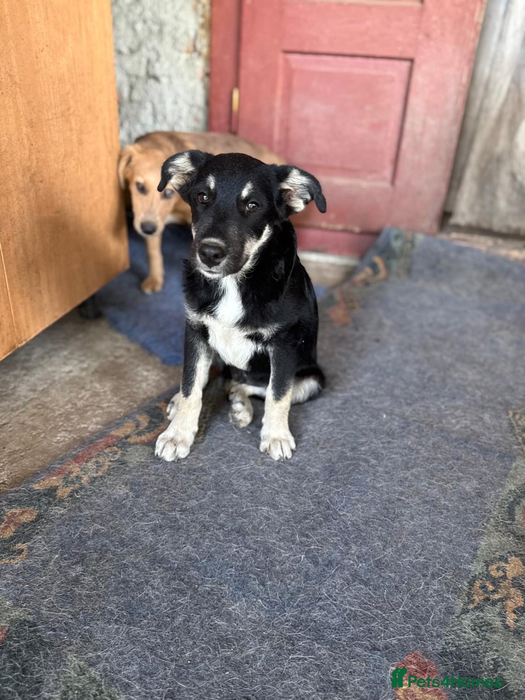 Mixed Breed dogs for adoption: GIZMO - a Lovely young boy for a Loving Home - Image 2