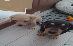 Dachshund dogs for sale: Miniature dachshund girls, cream & black and cream - Image 10