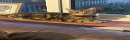 Persian cats for sale: 4 Bengal Persian Cross kittens for sale - Advert 1
