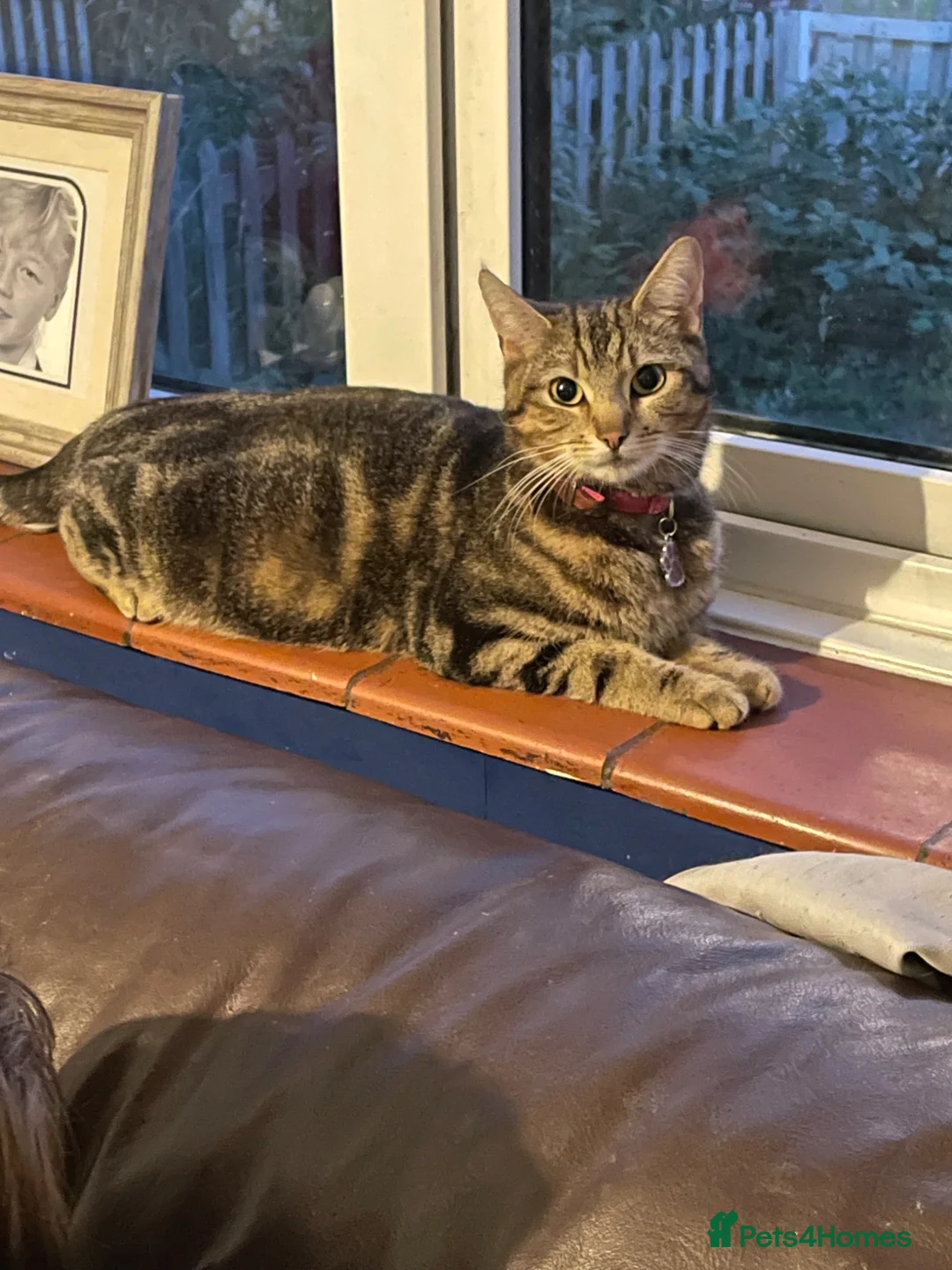 Persian cats for sale: 4 Bengal Persian Cross kittens for sale - Advert 1