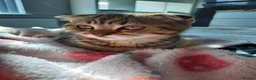 Scottish Fold cats for sale: Wednesday and Jackson - Advert 16