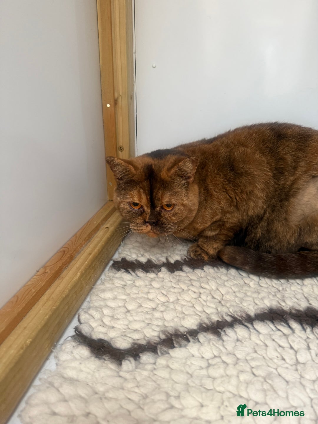 British Shorthair cats for sale: British Adults  - Advert 1