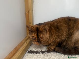 British Shorthair cats British Adults - Advert 7