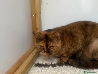 British Shorthair cats British Adults - Advert 18