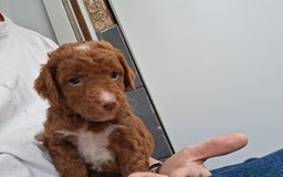 Cockapoo dogs for sale: ** BEAUTIFUL LITTER OF COCKAPOOS ** - Image 32